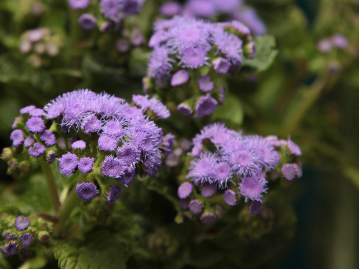 Agerāti | Ageratum |