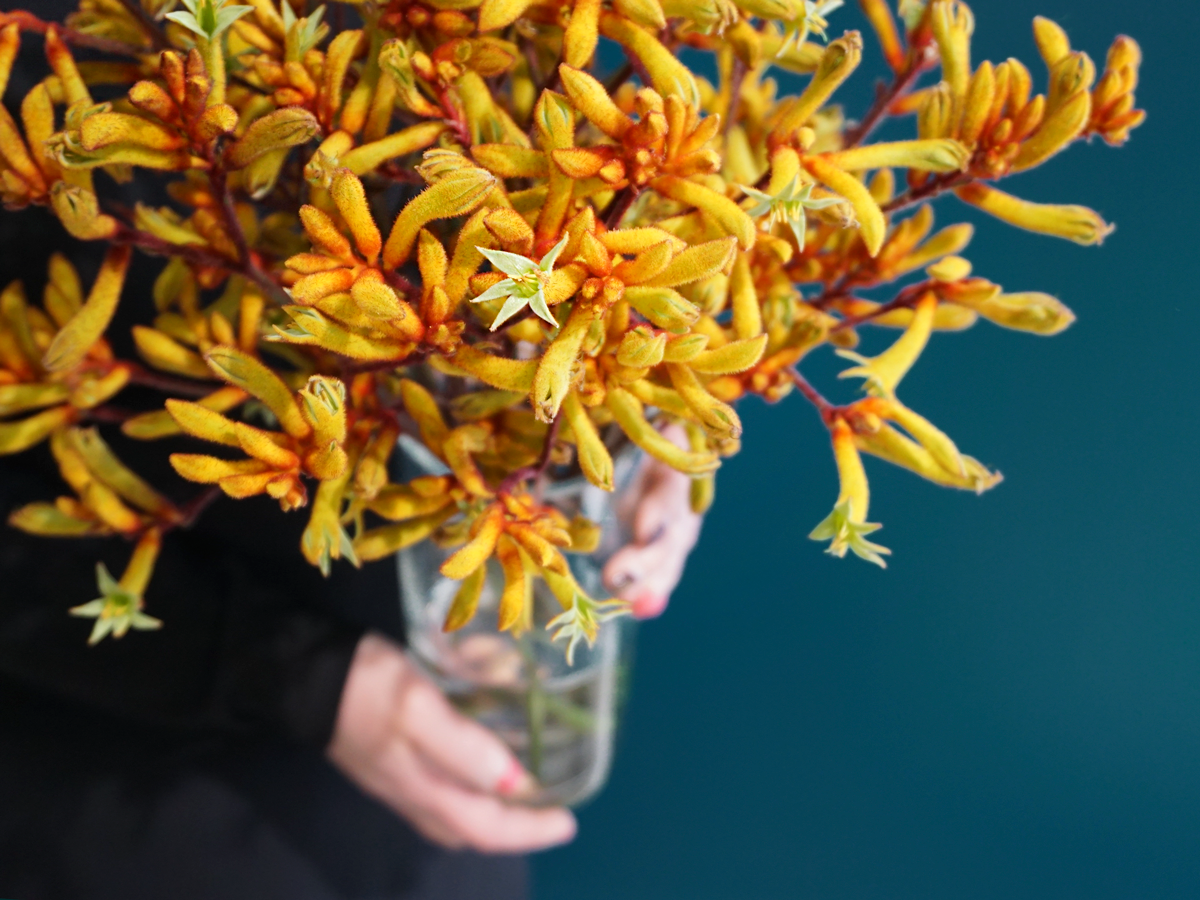 Ķengura ķepas | Anigozanthos |
