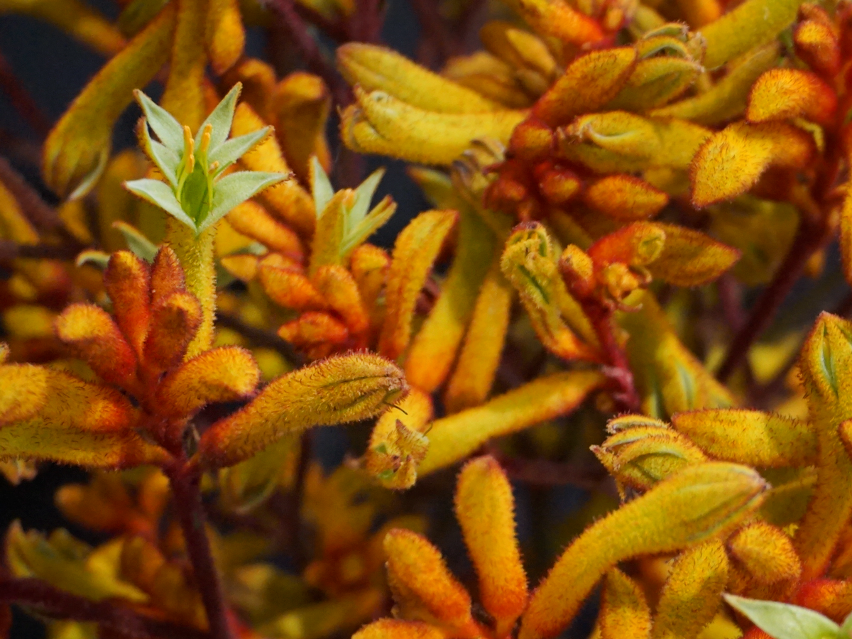 Ķengura ķepas | Anigozanthos |