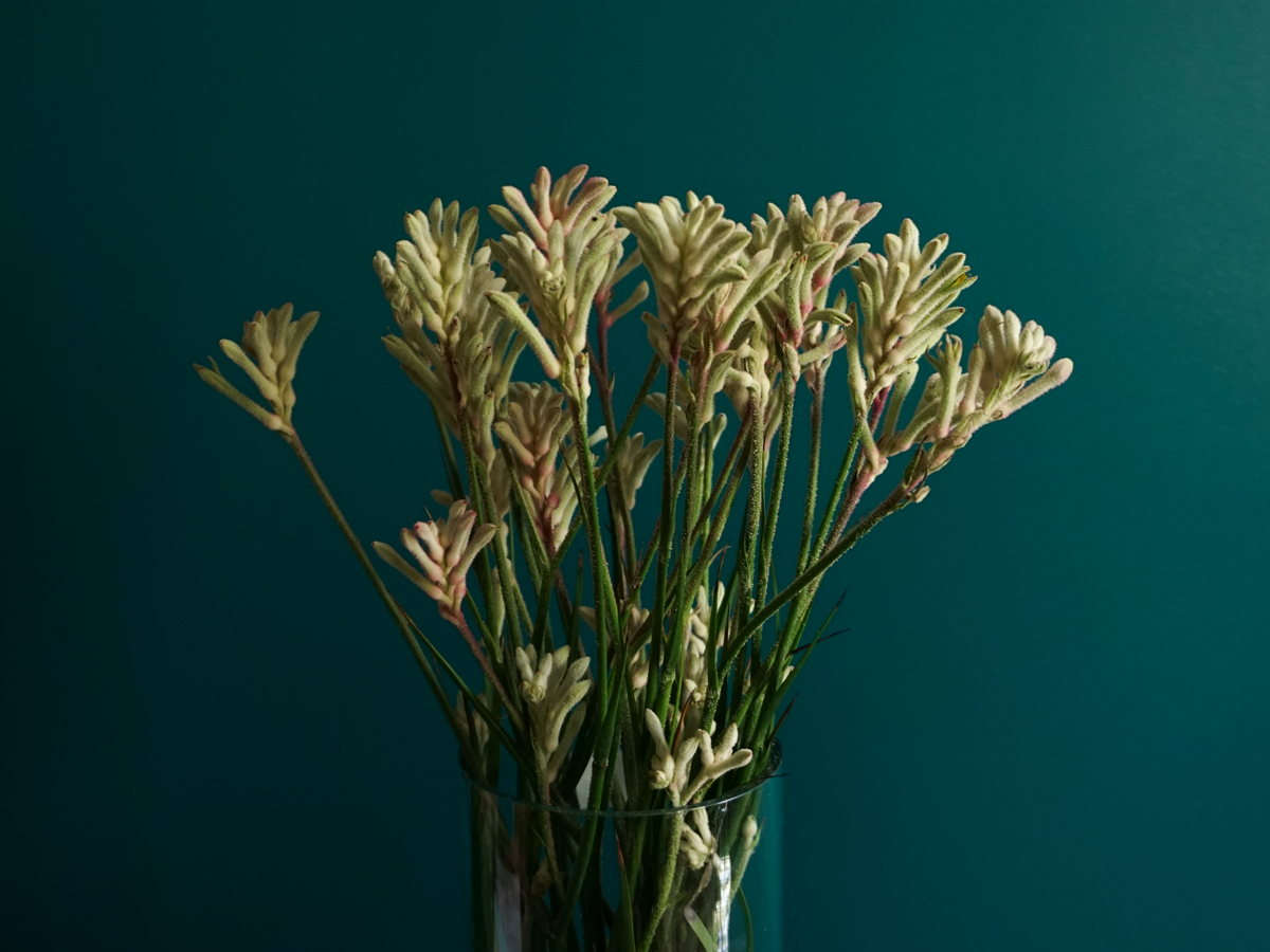 Ķengura ķepas | Anigozanthos |