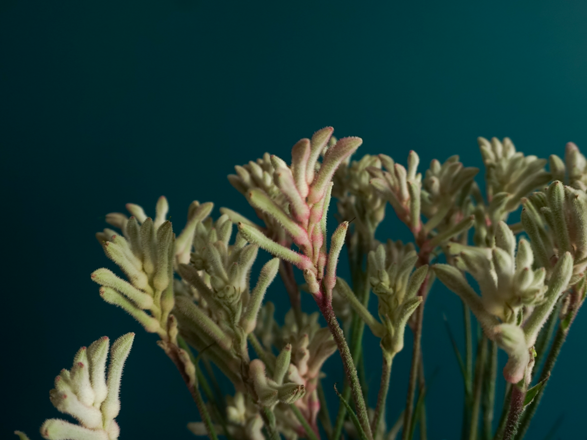 Ķengura ķepas | Anigozanthos |