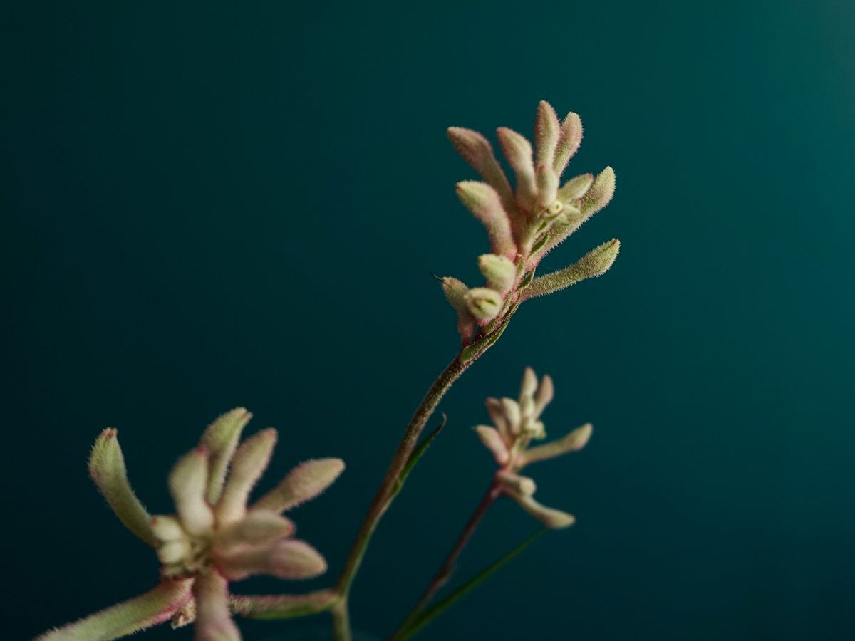 Ķengura ķepas | Anigozanthos |