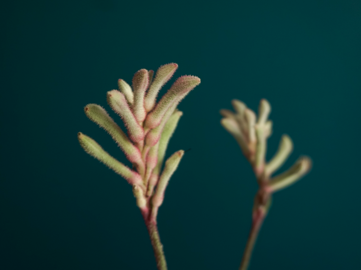 Ķengura ķepas | Anigozanthos |