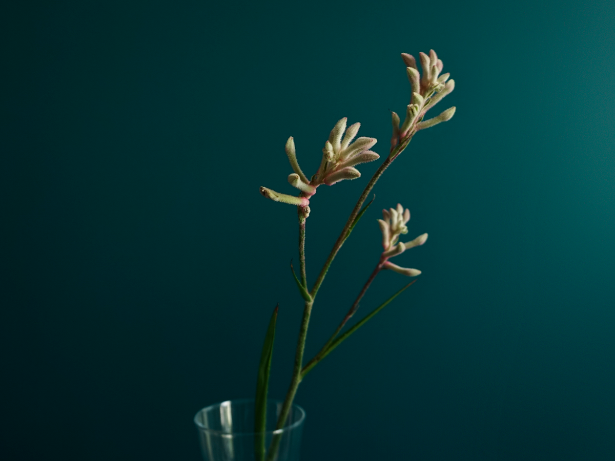 Ķengura ķepas | Anigozanthos |