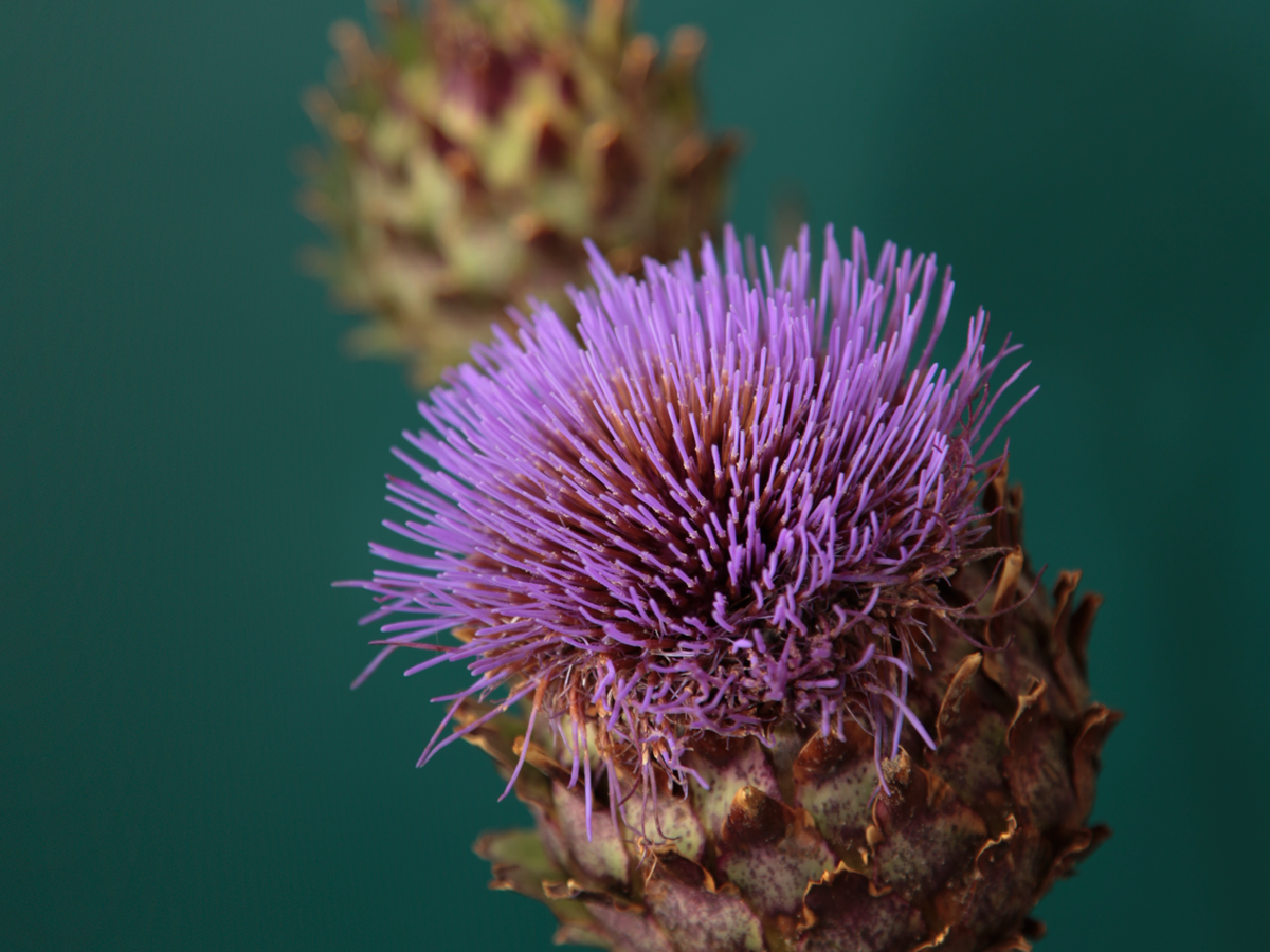 Artišoks | Cynara cardunculus |