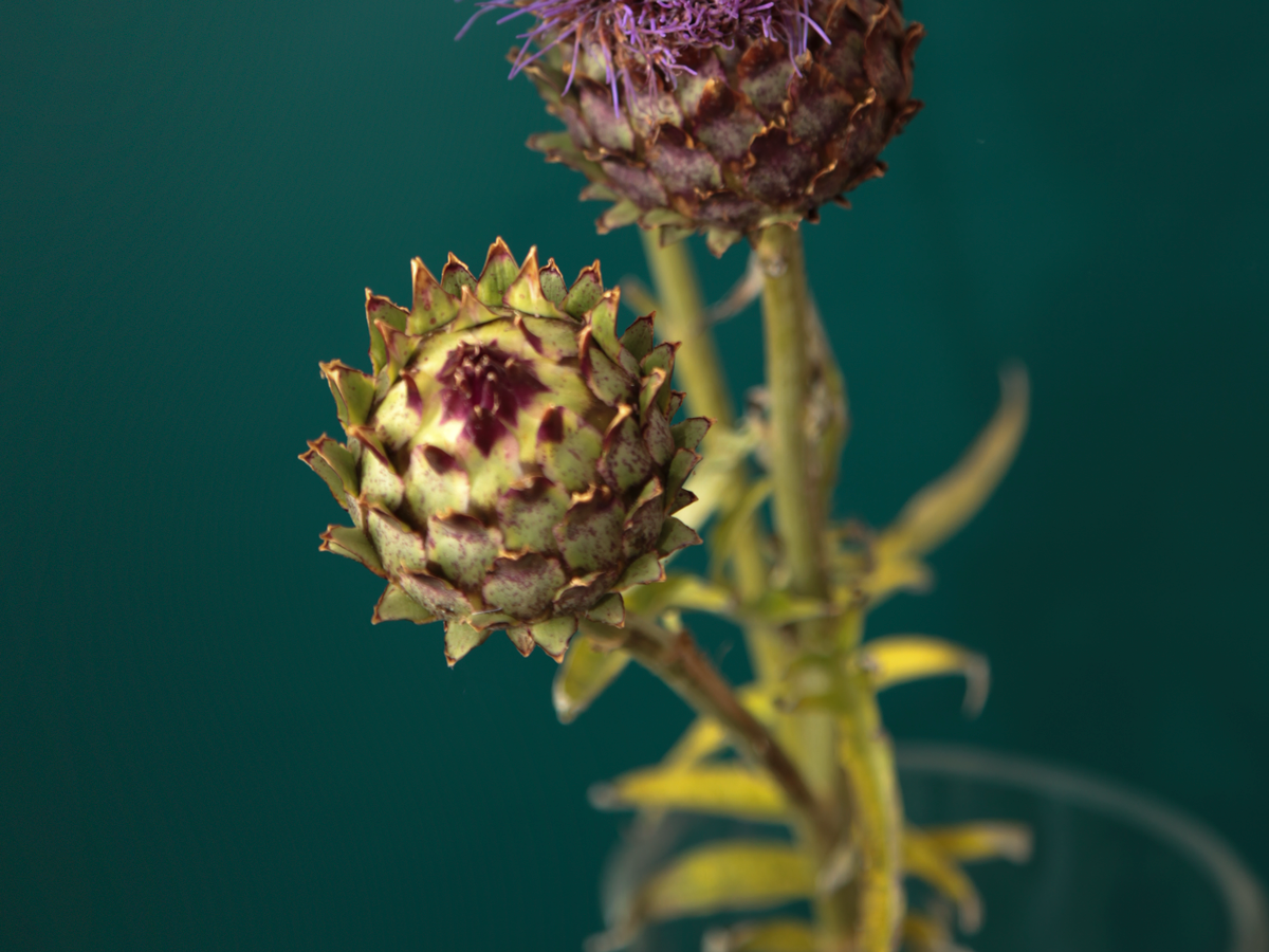 Artišoks | Cynara cardunculus |