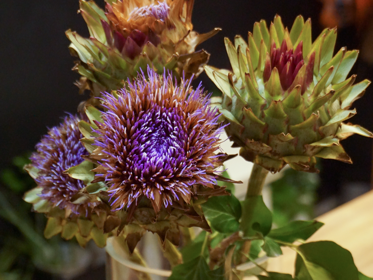 Artišoks | Cynara cardunculus |