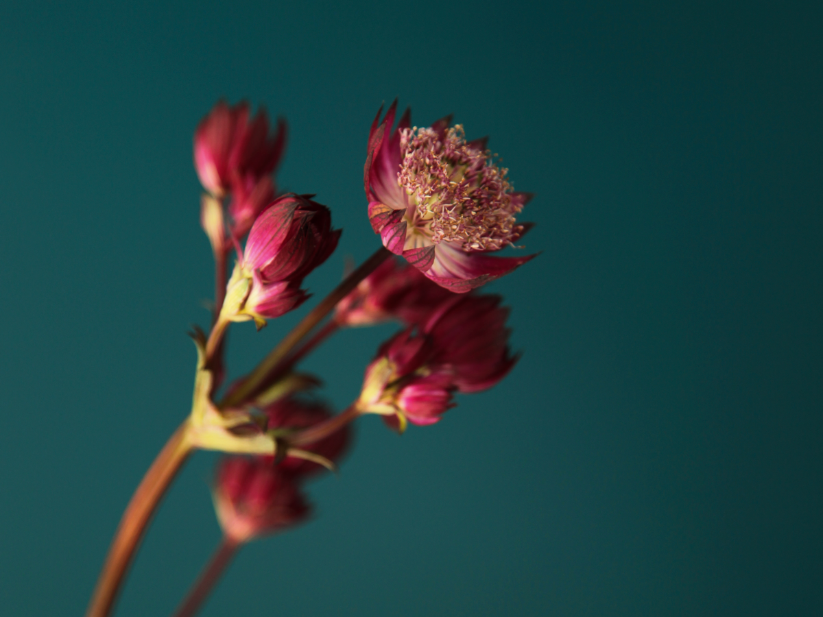 Lielā zvaigznīte | Astrantia major |