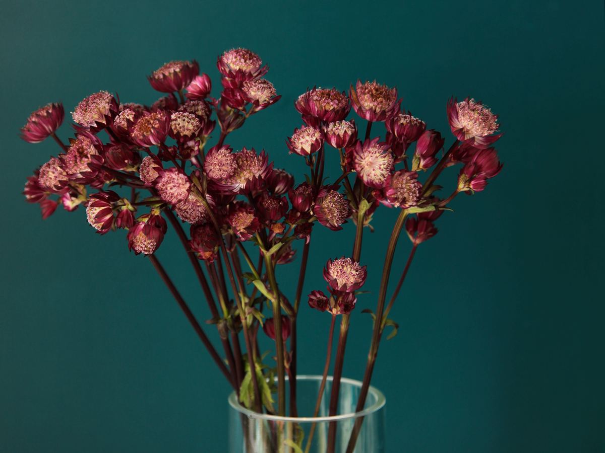 Lielā zvaigznīte | Astrantia major |