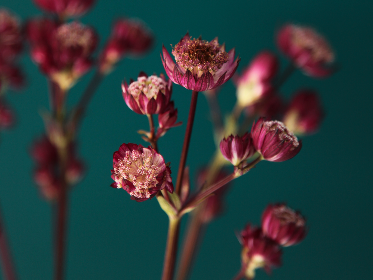 Lielā zvaigznīte | Astrantia major |