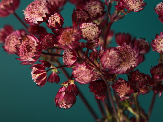 Lielā zvaigznīte | Astrantia major |