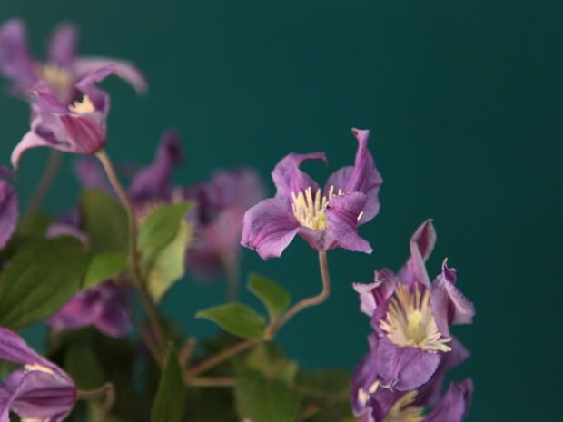 Mežvītenis | Clematis |