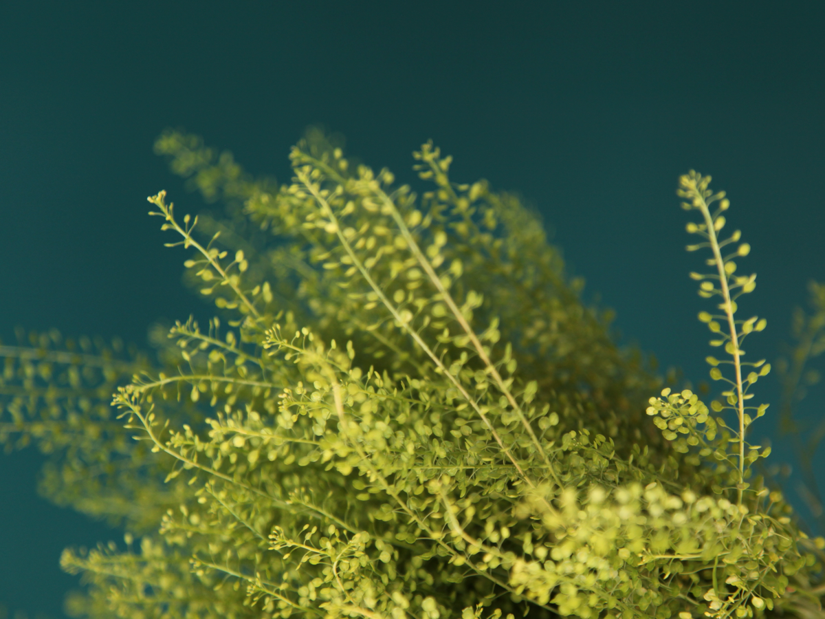 Shepherd 's flounder Capsella bursa-pastoris |