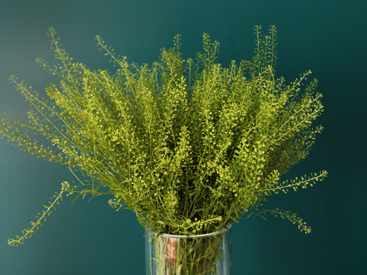 Shepherd 's flounder Capsella bursa-pastoris |
