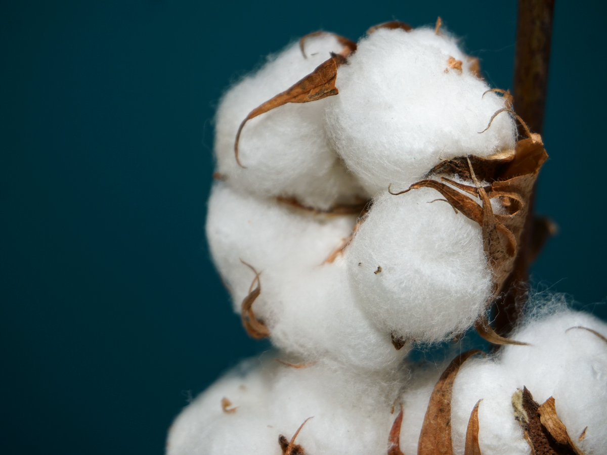Cotton Gossypium Herbaceum |