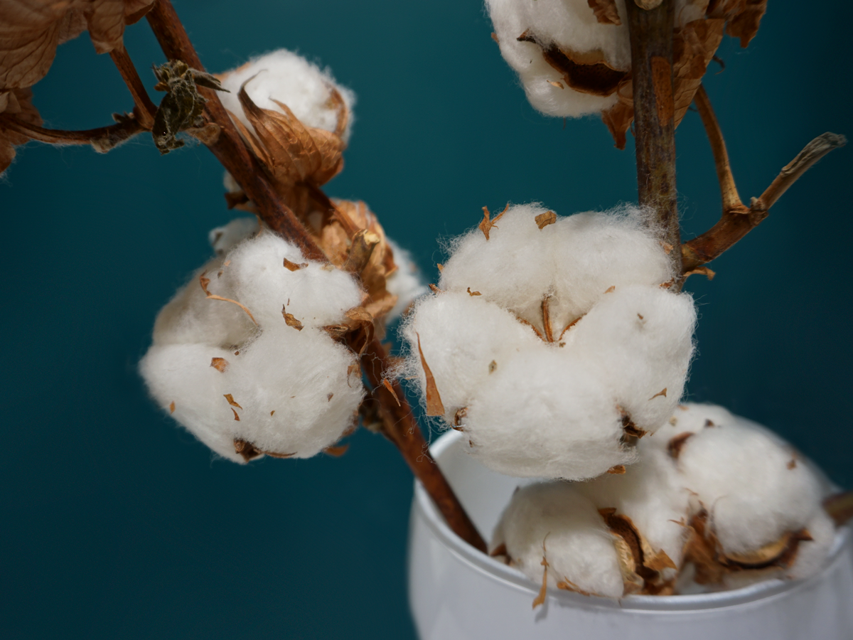 Cotton Gossypium Herbaceum |