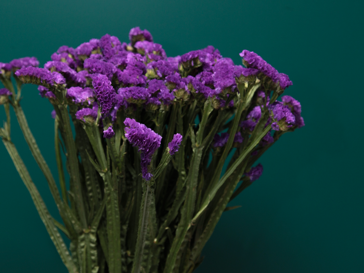 Limonijas | Limonium |