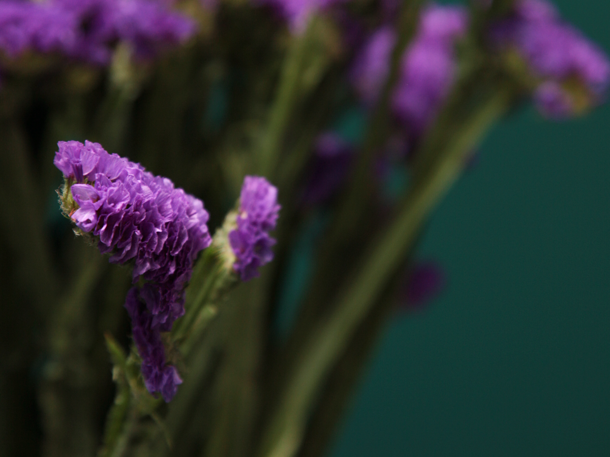 Limonijas | Limonium |