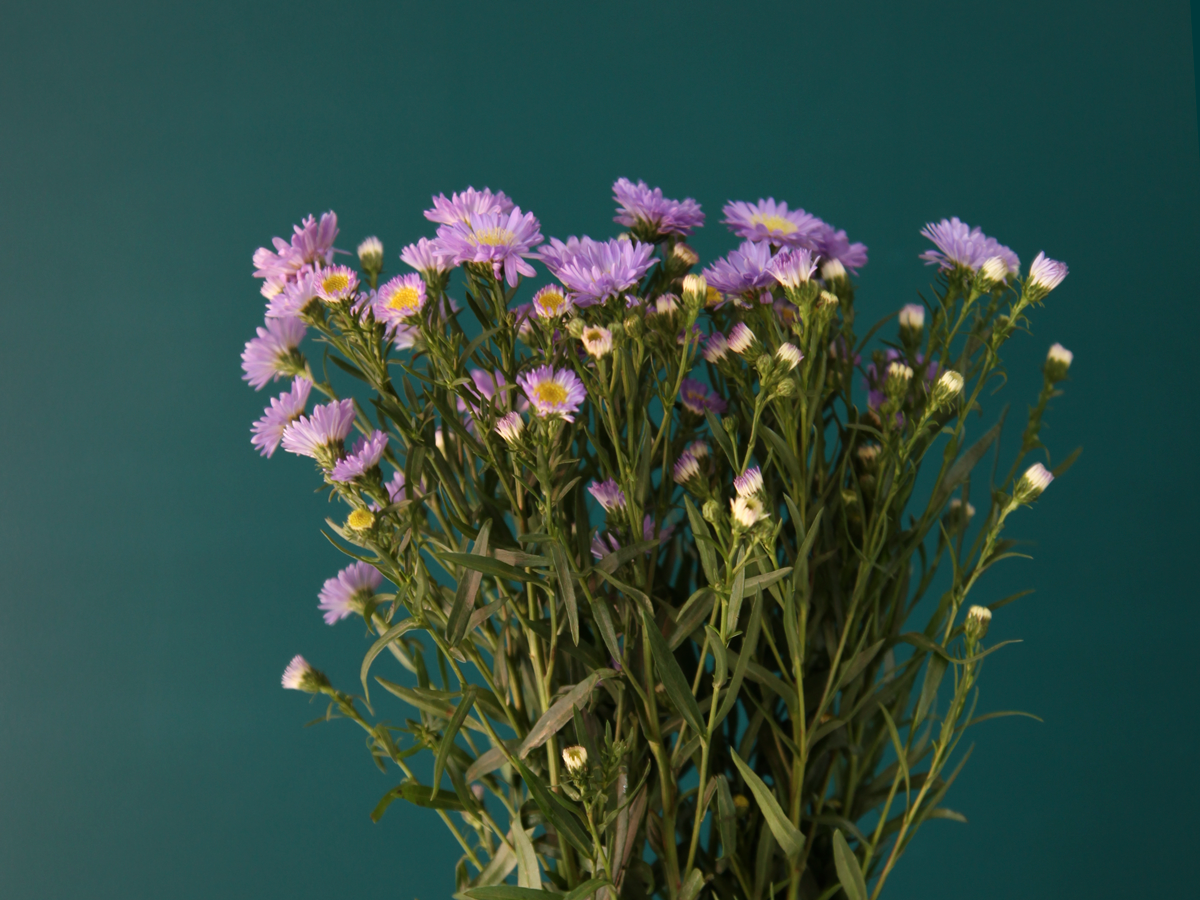 Miķelīši | Aster |