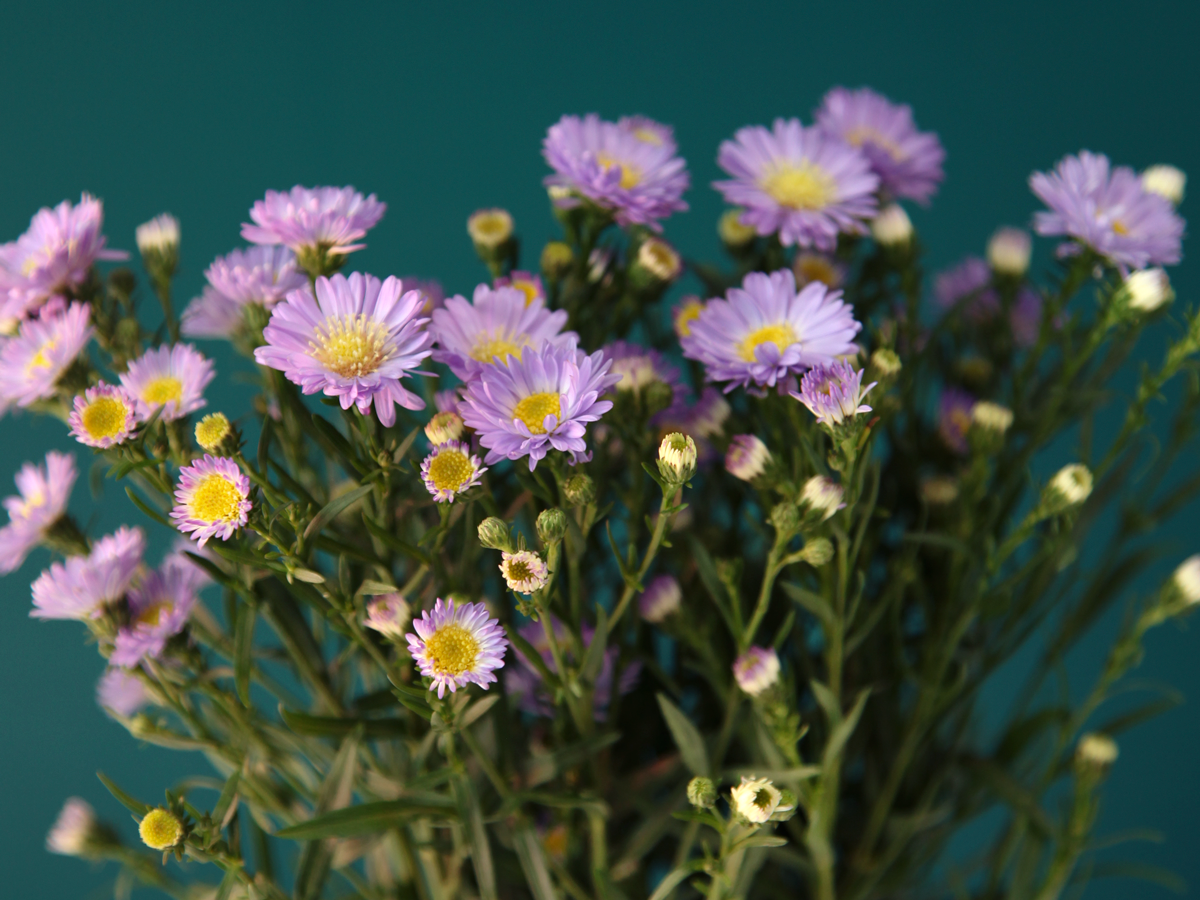 Miķelīši | Aster |