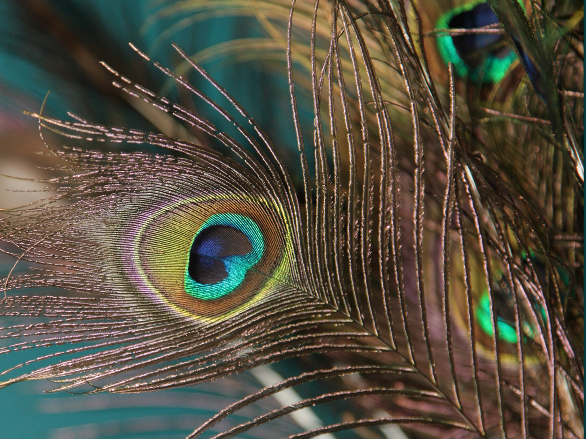 Peacock feathers Pavo pluma