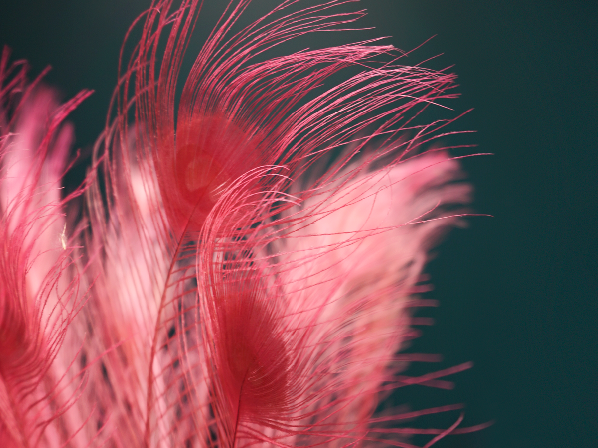 Peacock feathers Pavo pluma