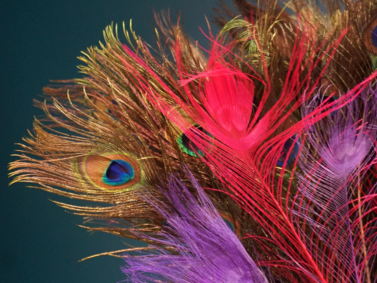 Peacock feathers Pavo pluma