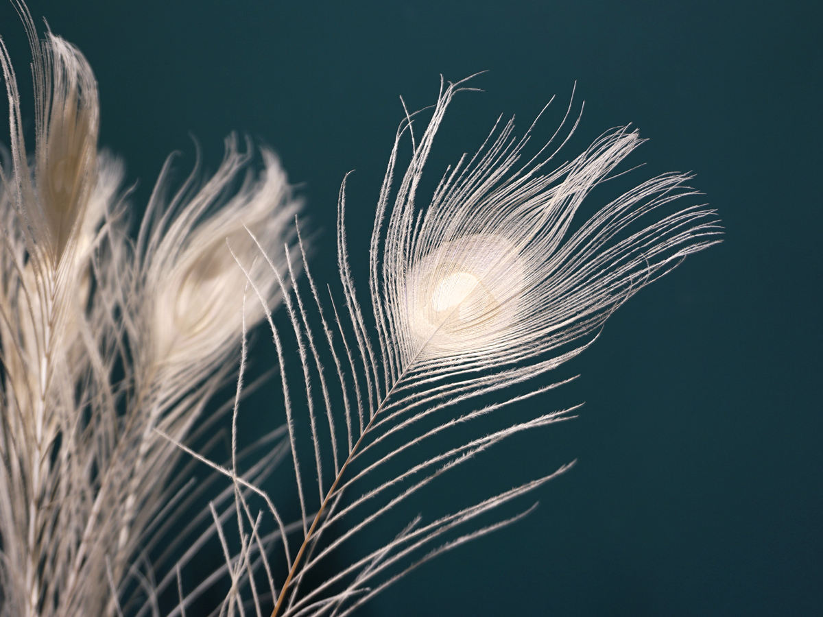Peacock feathers Pavo pluma