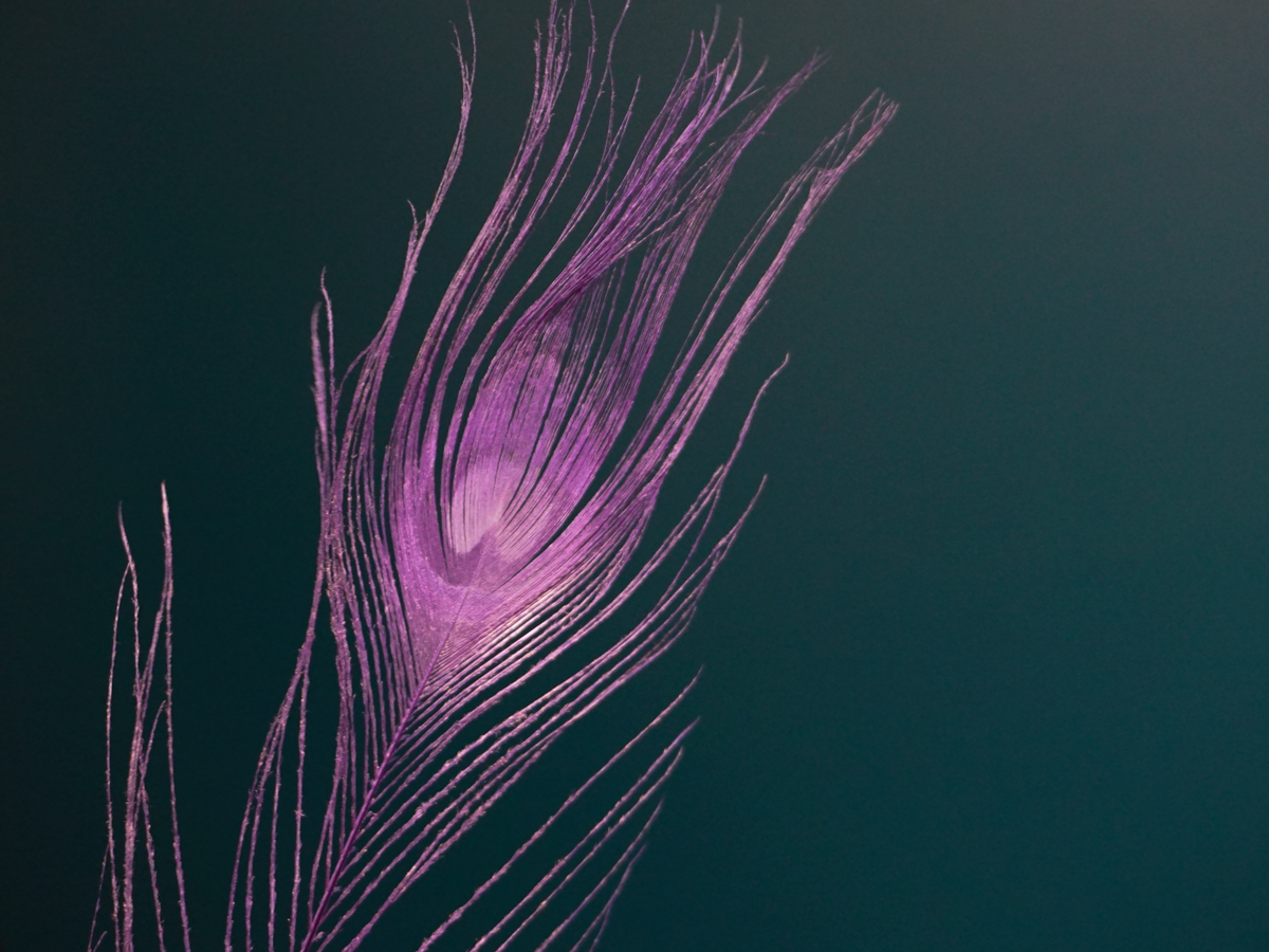 Peacock feathers Pavo pluma