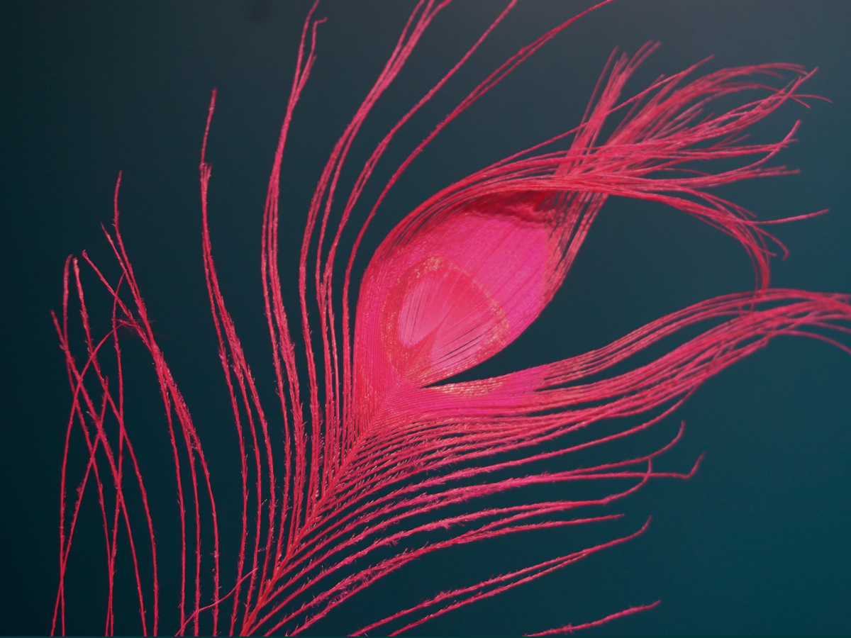 Peacock feathers Pavo pluma