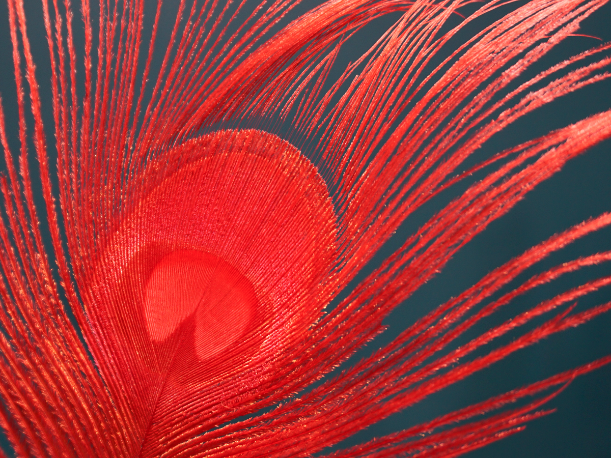 Peacock feathers Pavo pluma