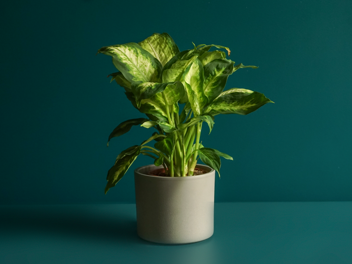 Dīfenbahija | Dieffenbachia |