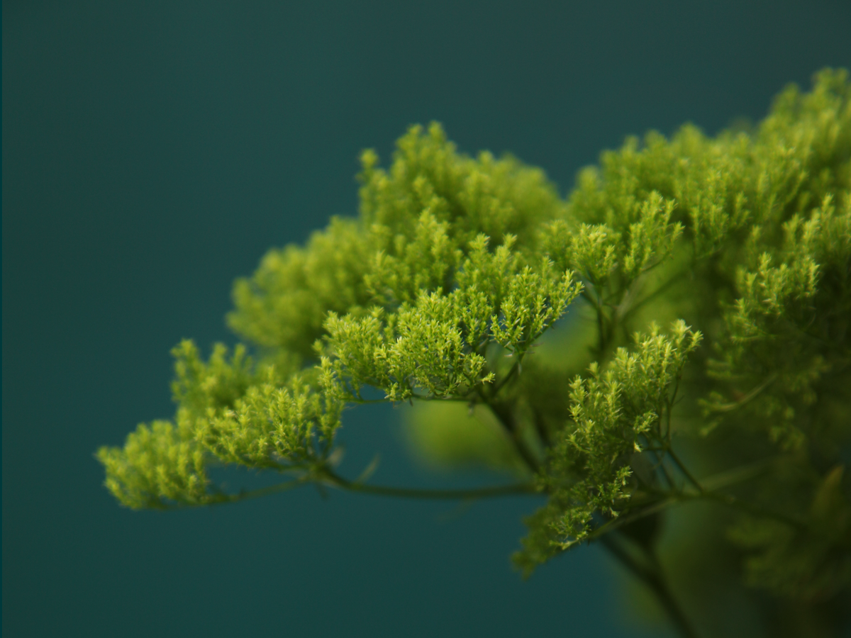 Traheliumi | Trachelium caeruleum |