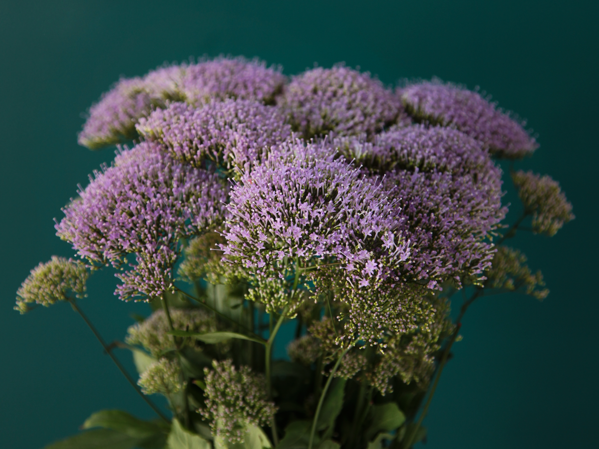 Traheliumi | Trachelium caeruleum |