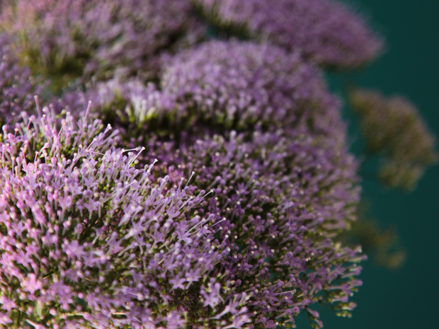 Traheliumi | Trachelium caeruleum |