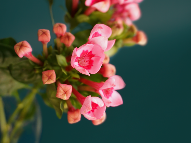 Bovardijas | Bouvardia |