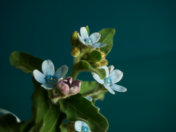 Tvīdija | Oxypetalum caeruleum |