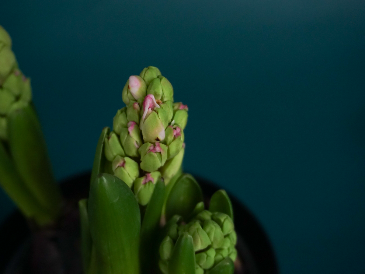 Hiacinte | Hyacinthus |