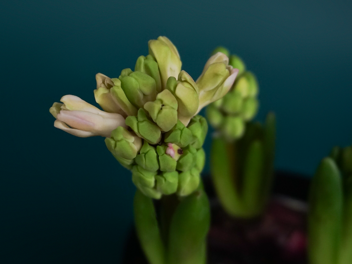 Hyacinth Hyacinthus |