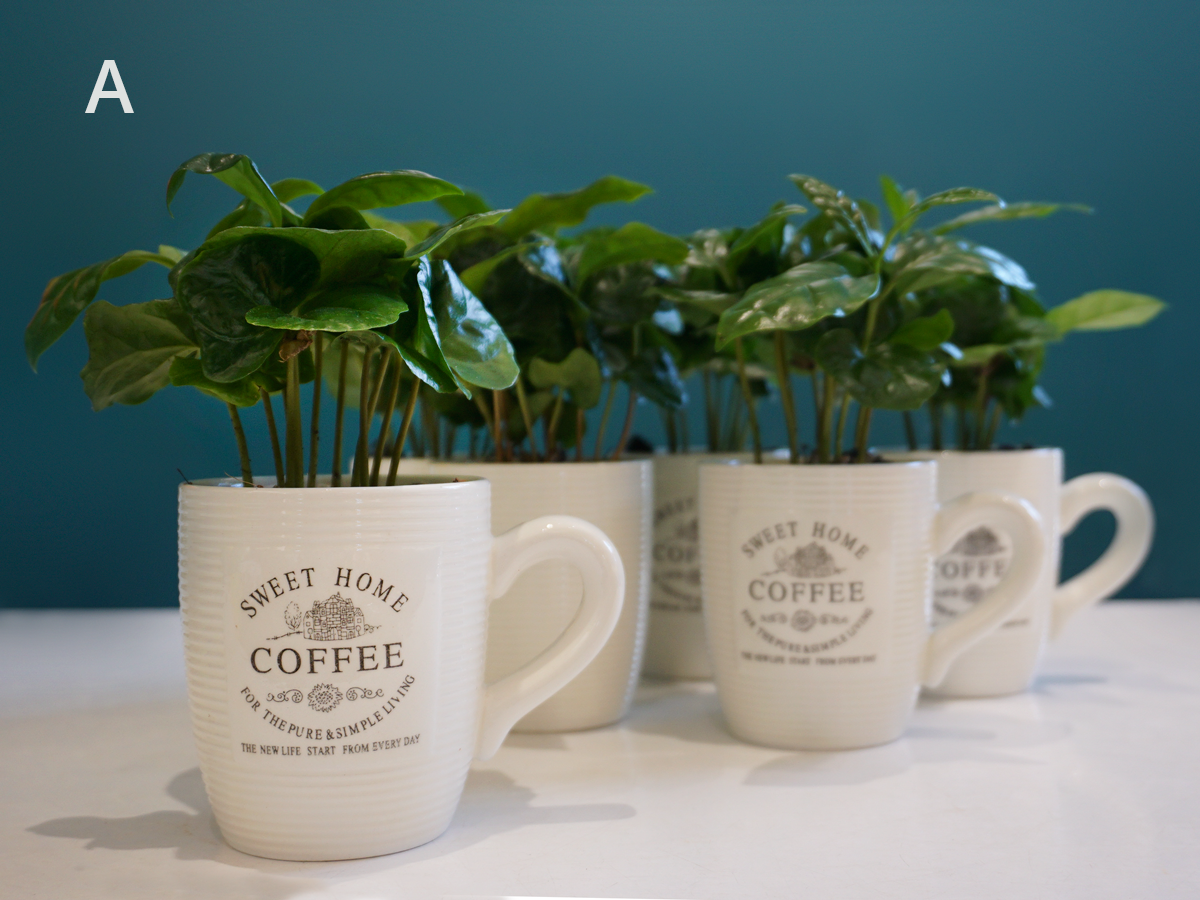 Kafijas kociņš | Coffea mocca |