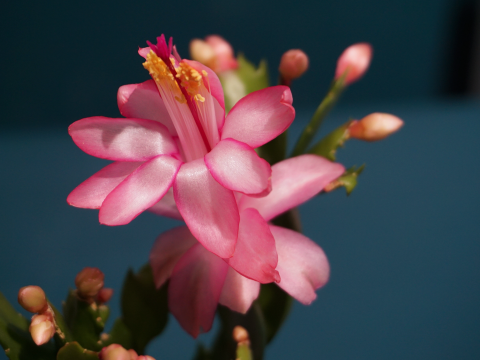 Ziemassvētku kaktuss | Schlumbergera |