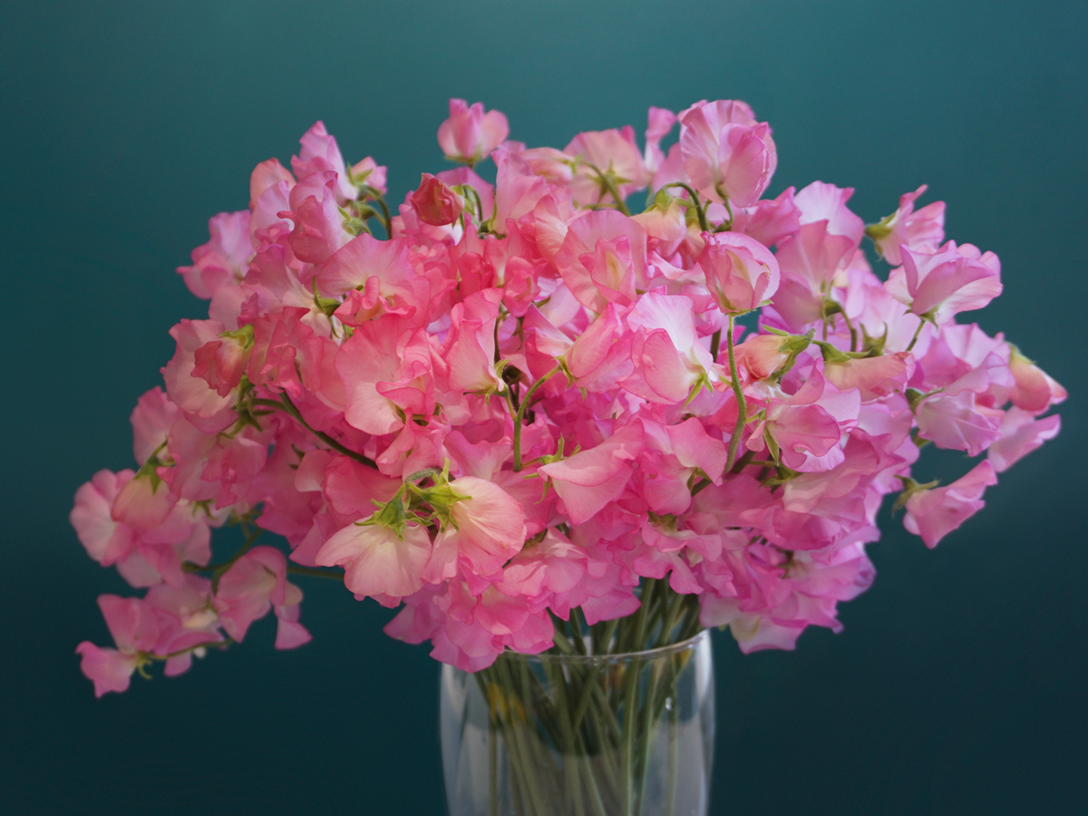 Puķuzirņi | Lathyrus odoratus |