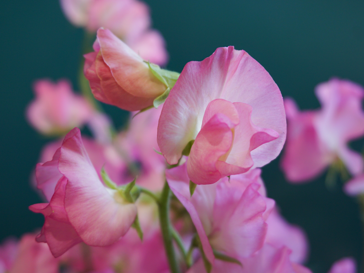 Puķuzirņi | Lathyrus odoratus |