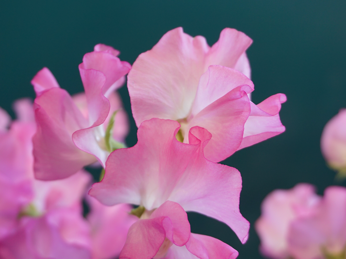 Puķuzirņi | Lathyrus odoratus |