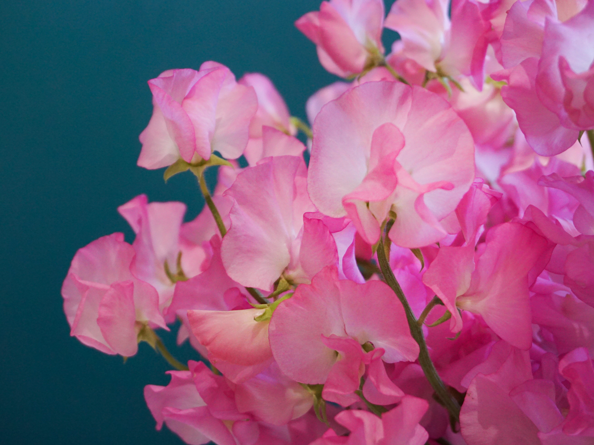 Puķuzirņi | Lathyrus odoratus |