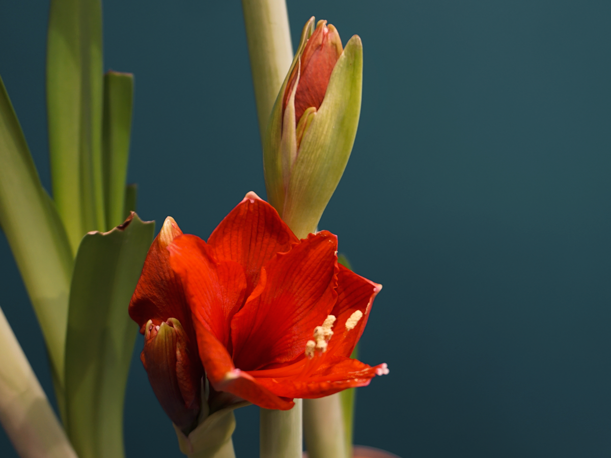 Amarillis | Amaryllis |