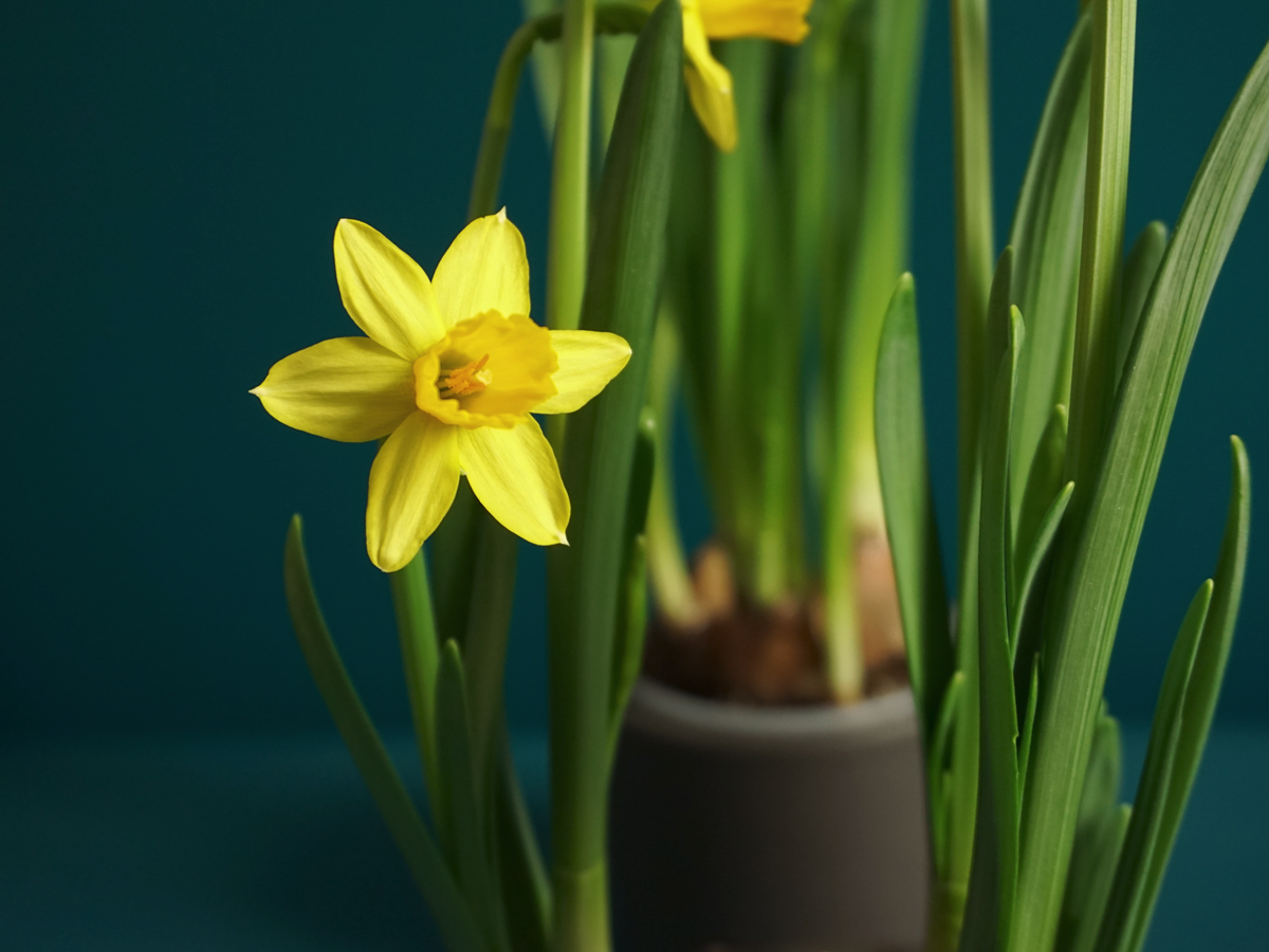 Narcise | Narcissus |
