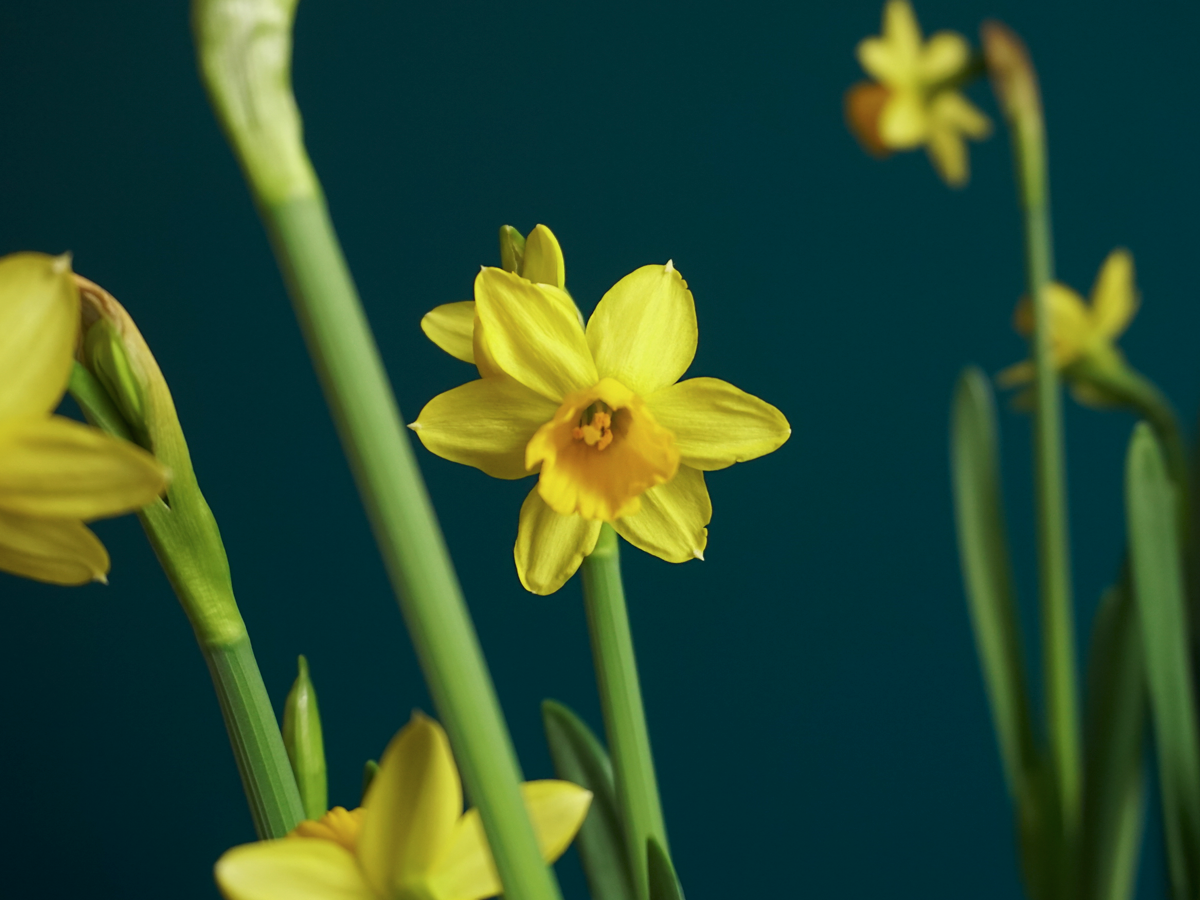 Narcise | Narcissus |