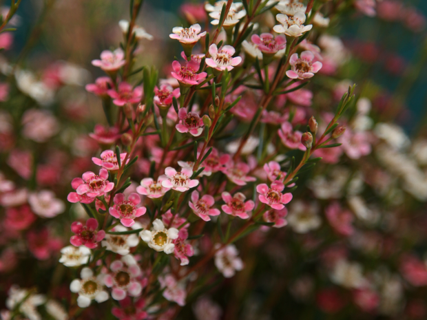 Vaskapuķes | Chamelaucium |