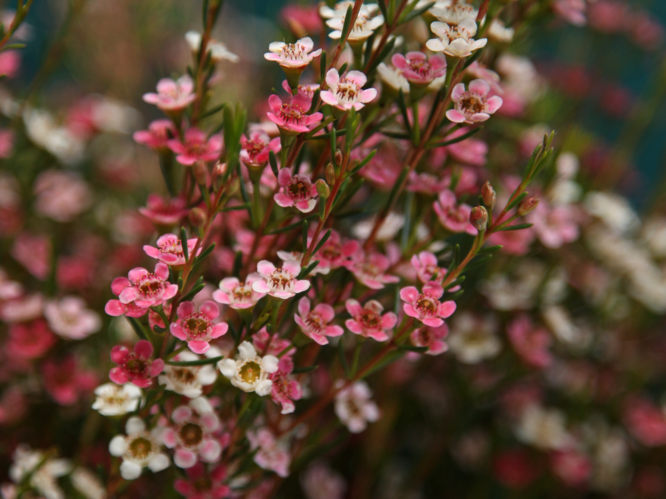 Vaskapuķes | Chamelaucium |